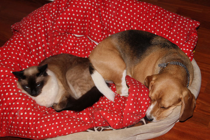 Pastella - wie Hund + Katze :o))